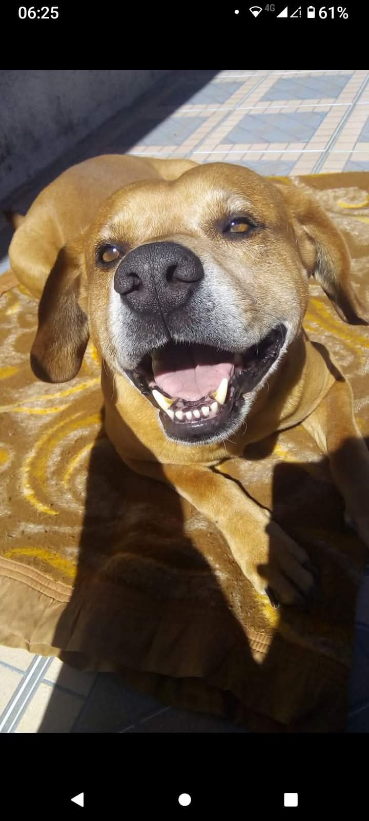 Pepito